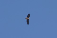 Haliaeetus albicilla