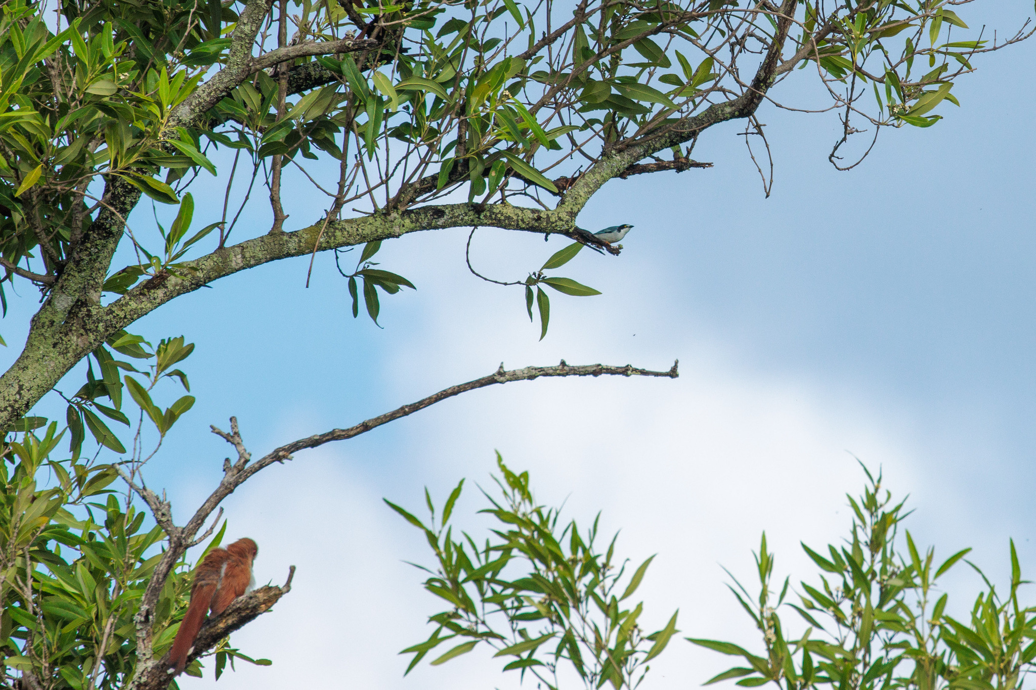 Hooded Tanager (Nemosia pileata), photo 1