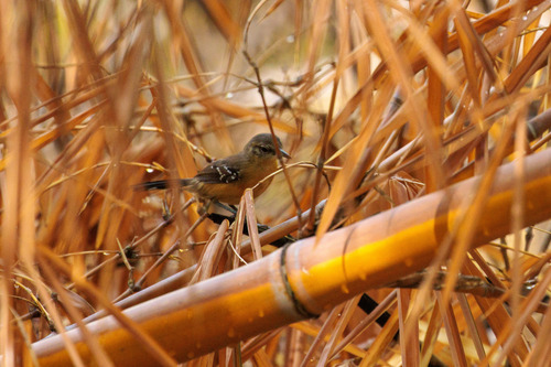 Southern White-fringed Antwren (Formicivora grisea)