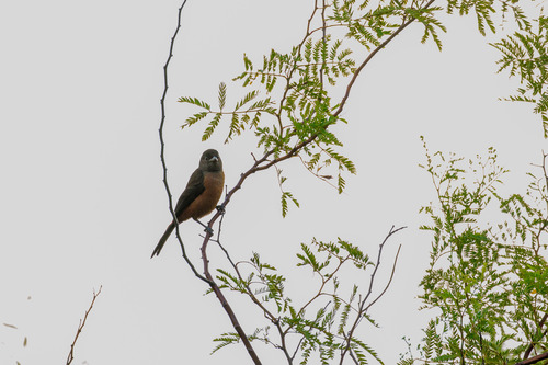 Brazilian Tanager (Ramphocelus bresilia), photo 6