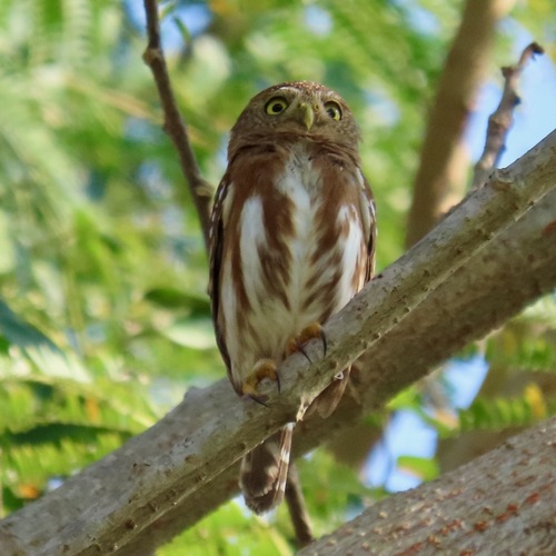 Colima Pygmy-Owl (Glaucidium palmarum)
