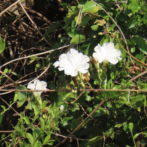 Ipomoea populina (Ipomoea populina)
