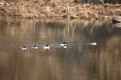 Mergus merganser