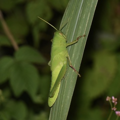 Chondracris