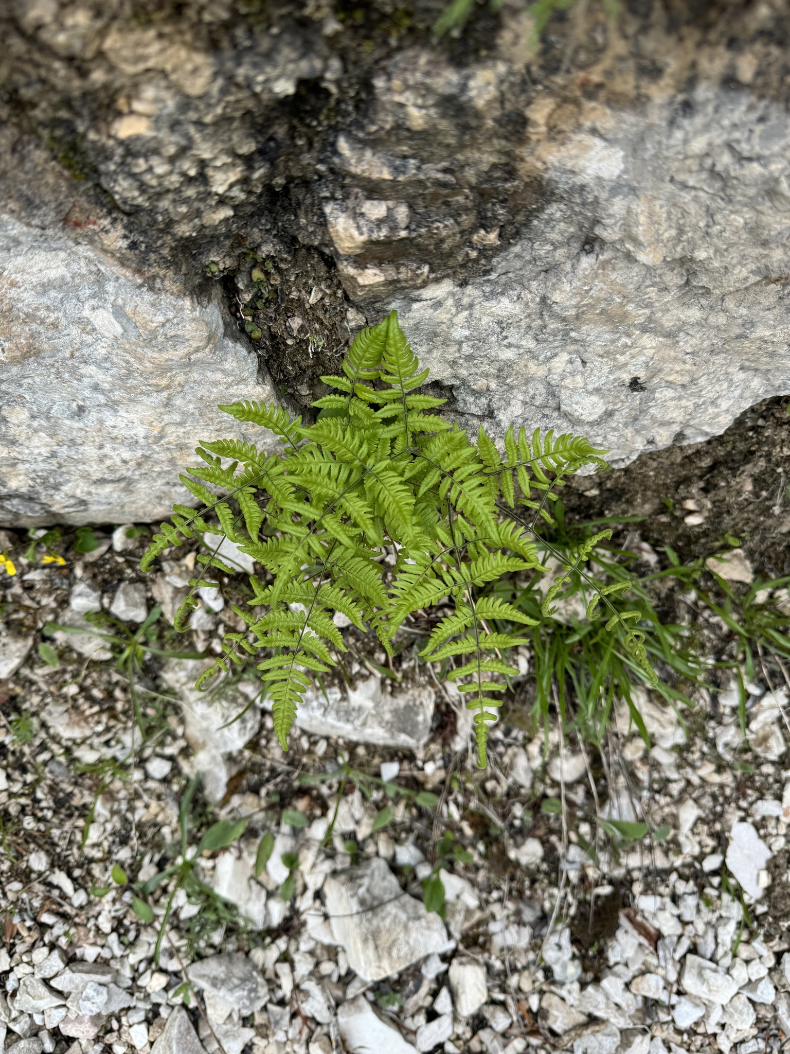 Limestone Oak Fern (Gymnocarpium robertianum)