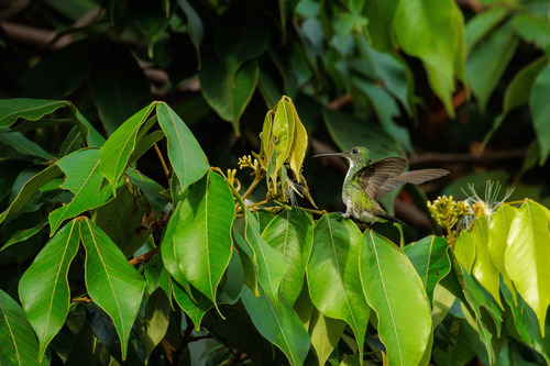 Plain-bellied Emerald (Chrysuronia leucogaster)