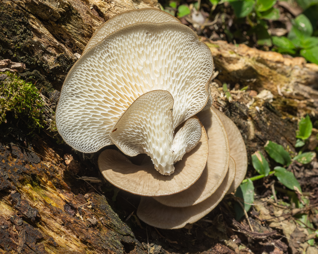 Favolus tessellatus · January 2026 · photo: © deniszabin (iNaturalist, cc-by)