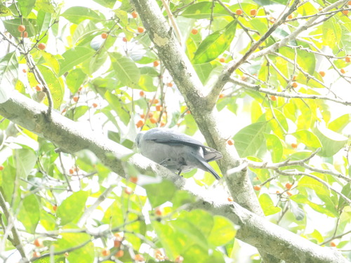 Boyer's Cuckooshrike (Coracina boyeri), photo 4