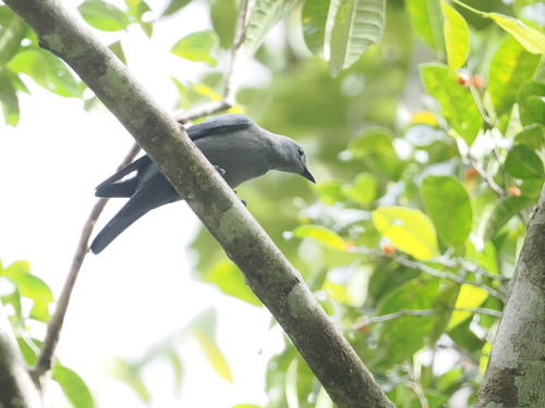 Boyer's Cuckooshrike (Coracina boyeri), photo 5
