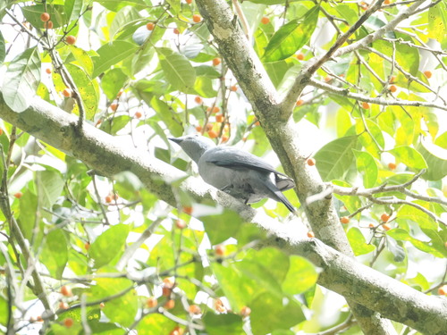 Boyer's Cuckooshrike (Coracina boyeri), photo 7