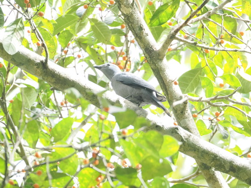 Boyer's Cuckooshrike (Coracina boyeri), photo 8