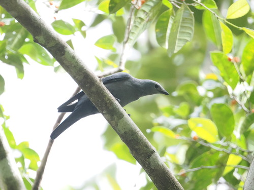 Boyer's Cuckooshrike (Coracina boyeri), photo 9
