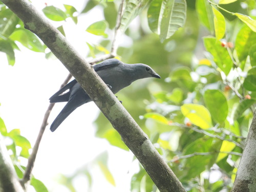 Boyer's Cuckooshrike (Coracina boyeri), photo 10