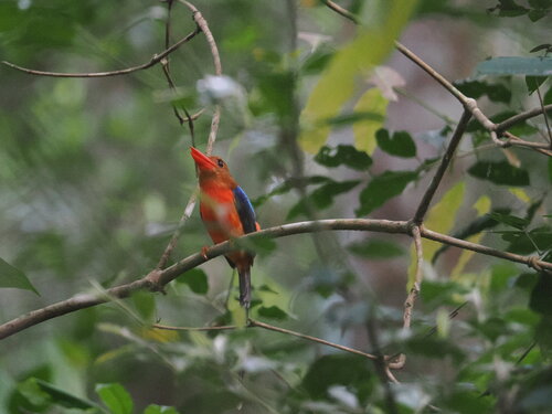 Brown-headed Paradise Kingfisher (Tanysiptera danae), photo 5