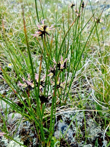 Juncus jacquinii (Juncus jacquinii)