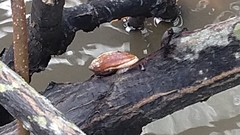 Cassidula