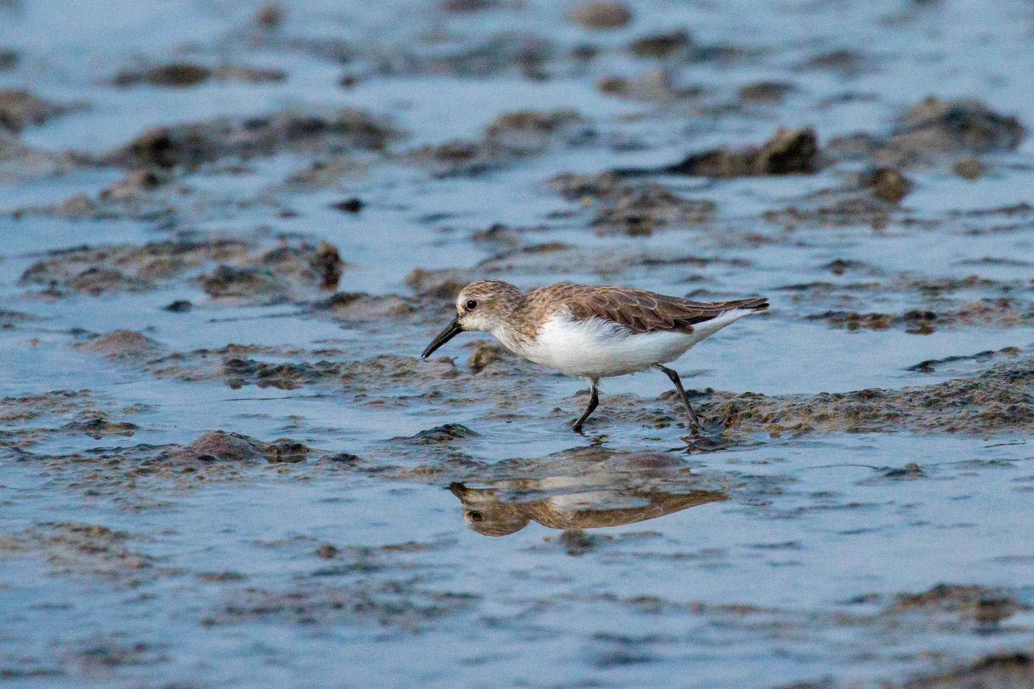 Semipalmated Sandpiper (Calidris pusilla), photo 2