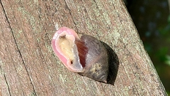 Cassidula