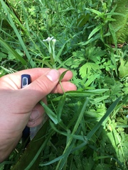 Epilobium pallidiflorum