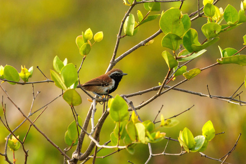 Rusty-backed Antwren (Formicivora rufa), photo 3