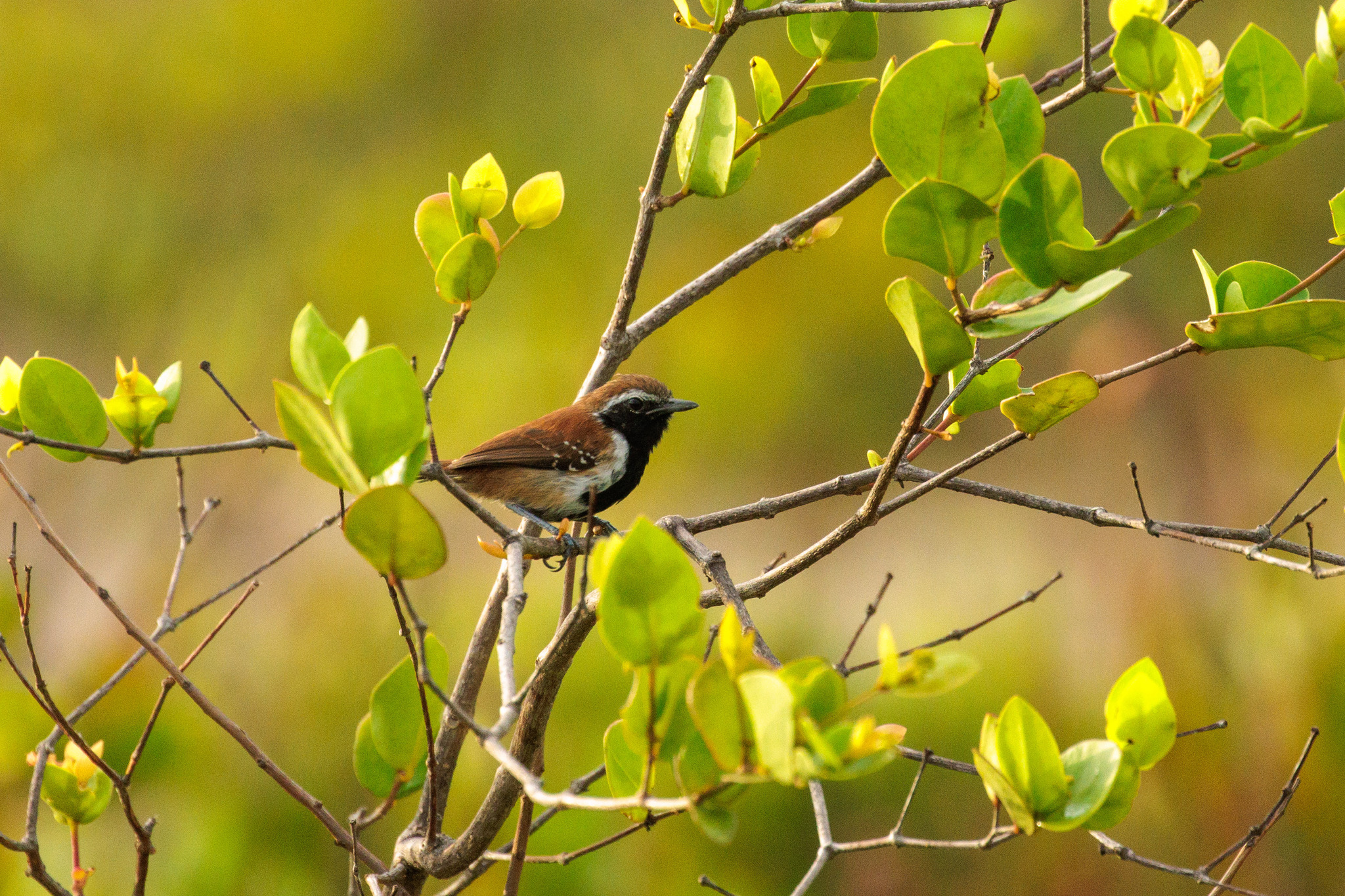 Rusty-backed Antwren (Formicivora rufa), photo 3