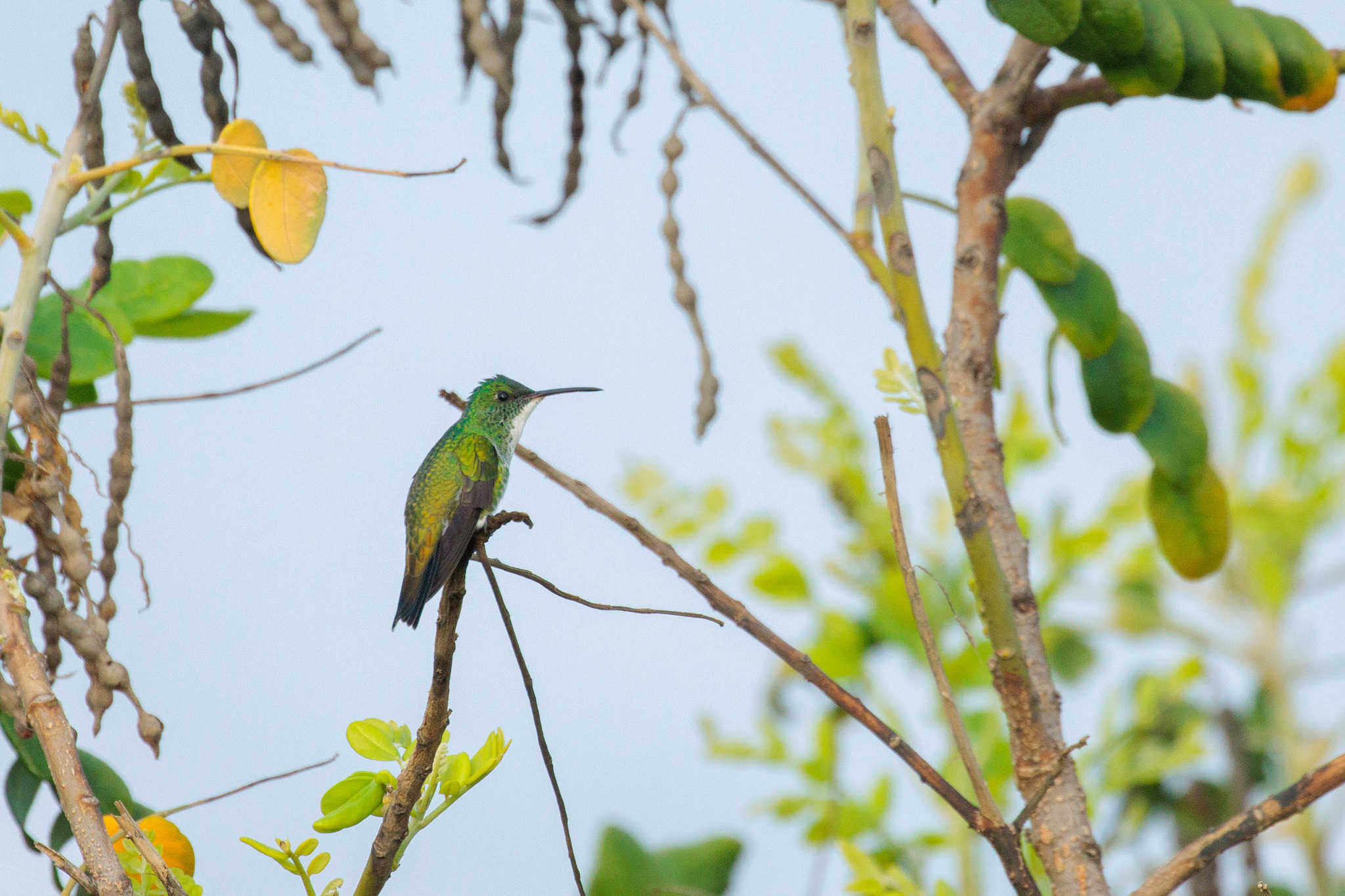 Plain-bellied Emerald (Chrysuronia leucogaster), photo 5