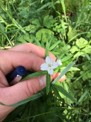 Epilobium pallidiflorum