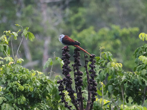 Great Cuckoo-Dove (Reinwardtoena reinwardti), photo 4