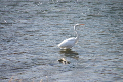 Ardea alba