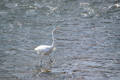 Ardea alba