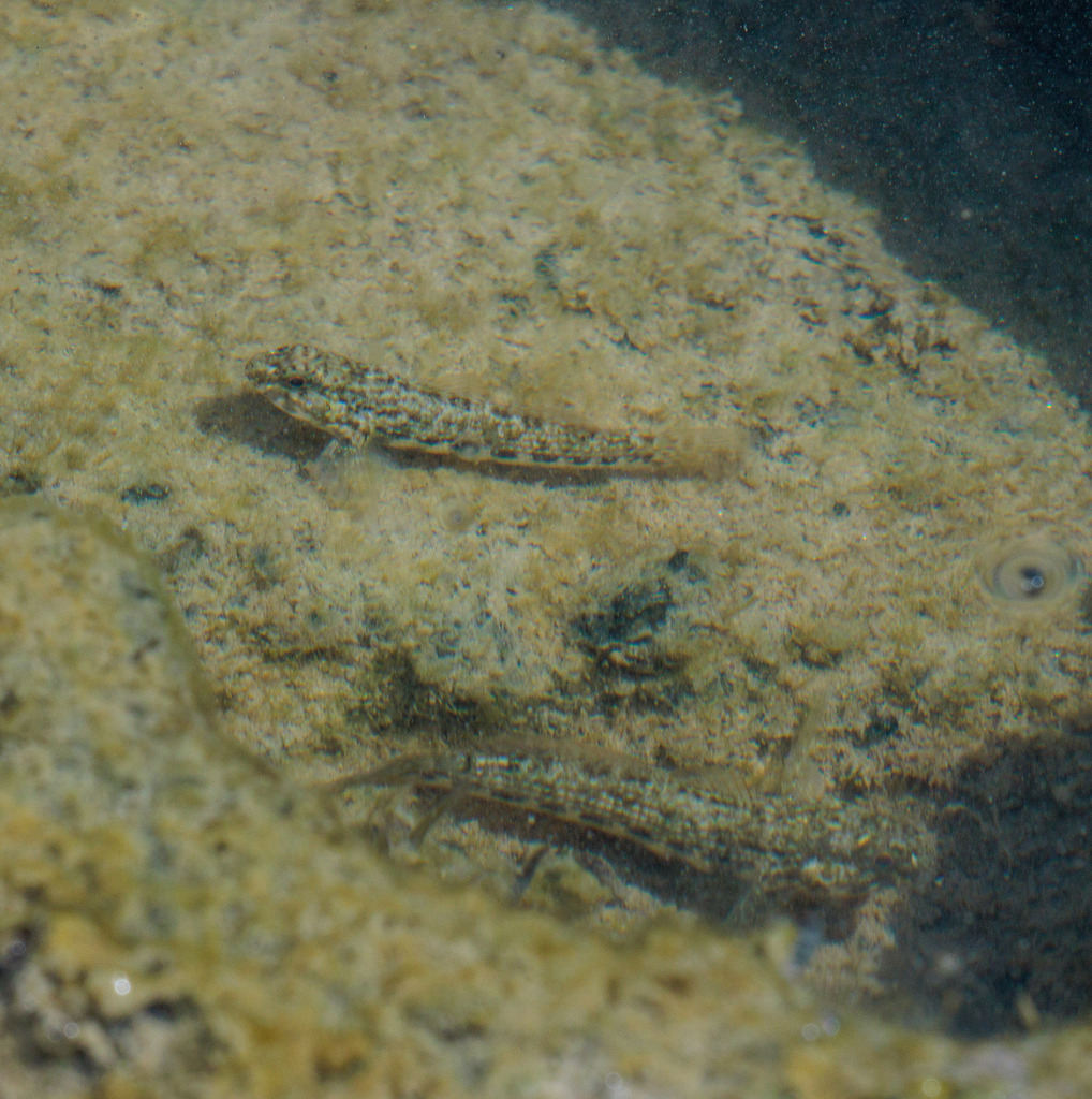 Twin-spotted Frillfin