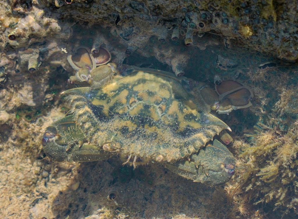 Marbled swimcrab