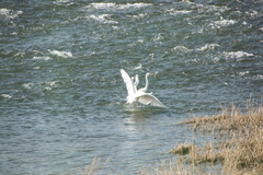 Ardea alba