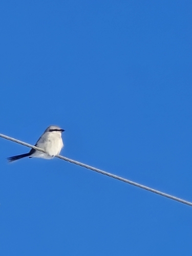 Alcaudón norteño (Lanius excubitor)