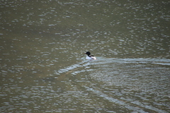 Mergus merganser