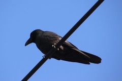Corvus macrorhynchos