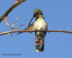 Anthracothorax dominicus