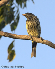 Dulus dominicus