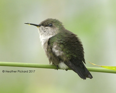 Mellisuga minima