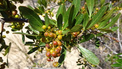 Searsia longispina