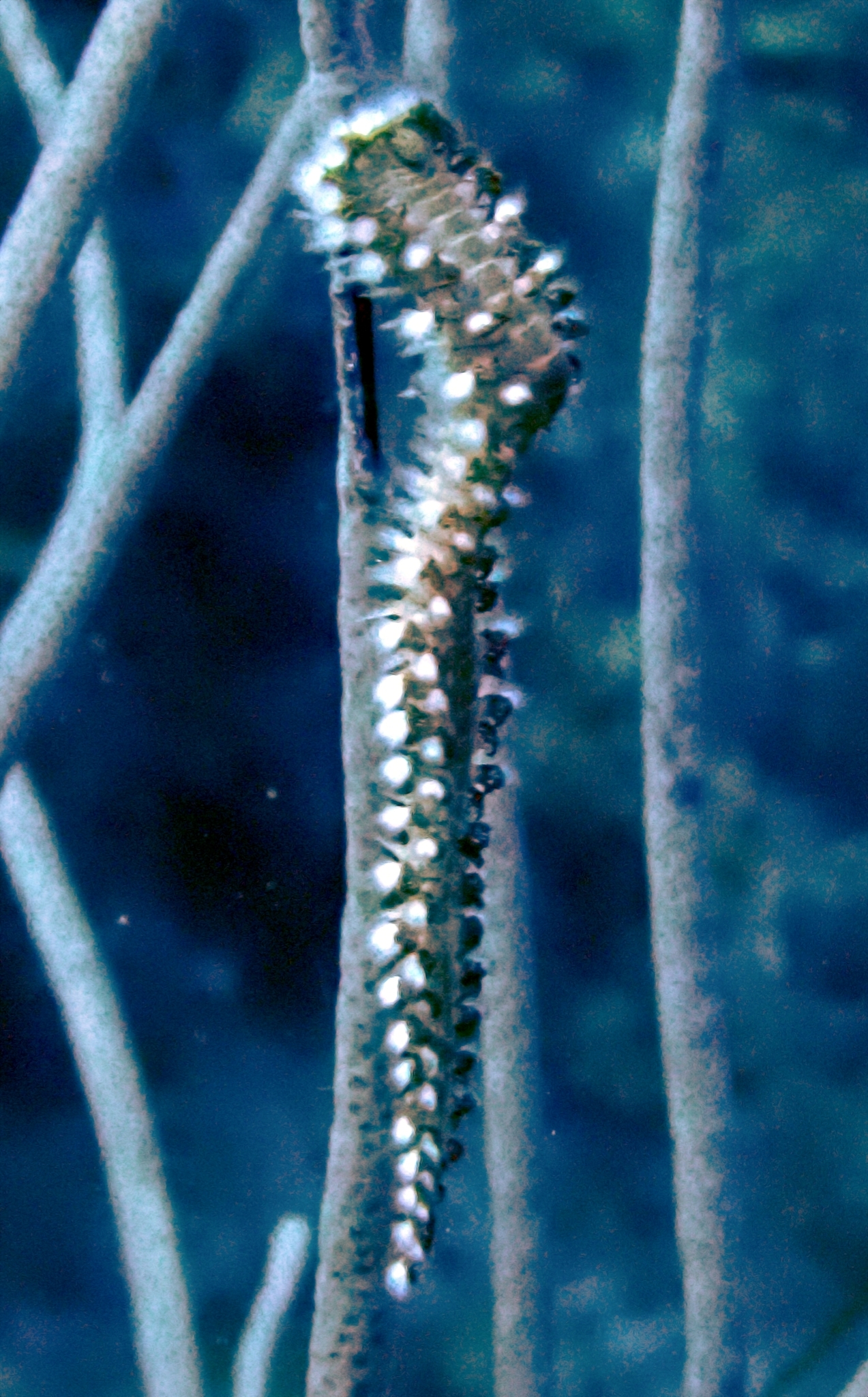 Hermodice carunculata (Pallas, 1766)