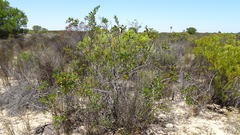 Searsia longispina