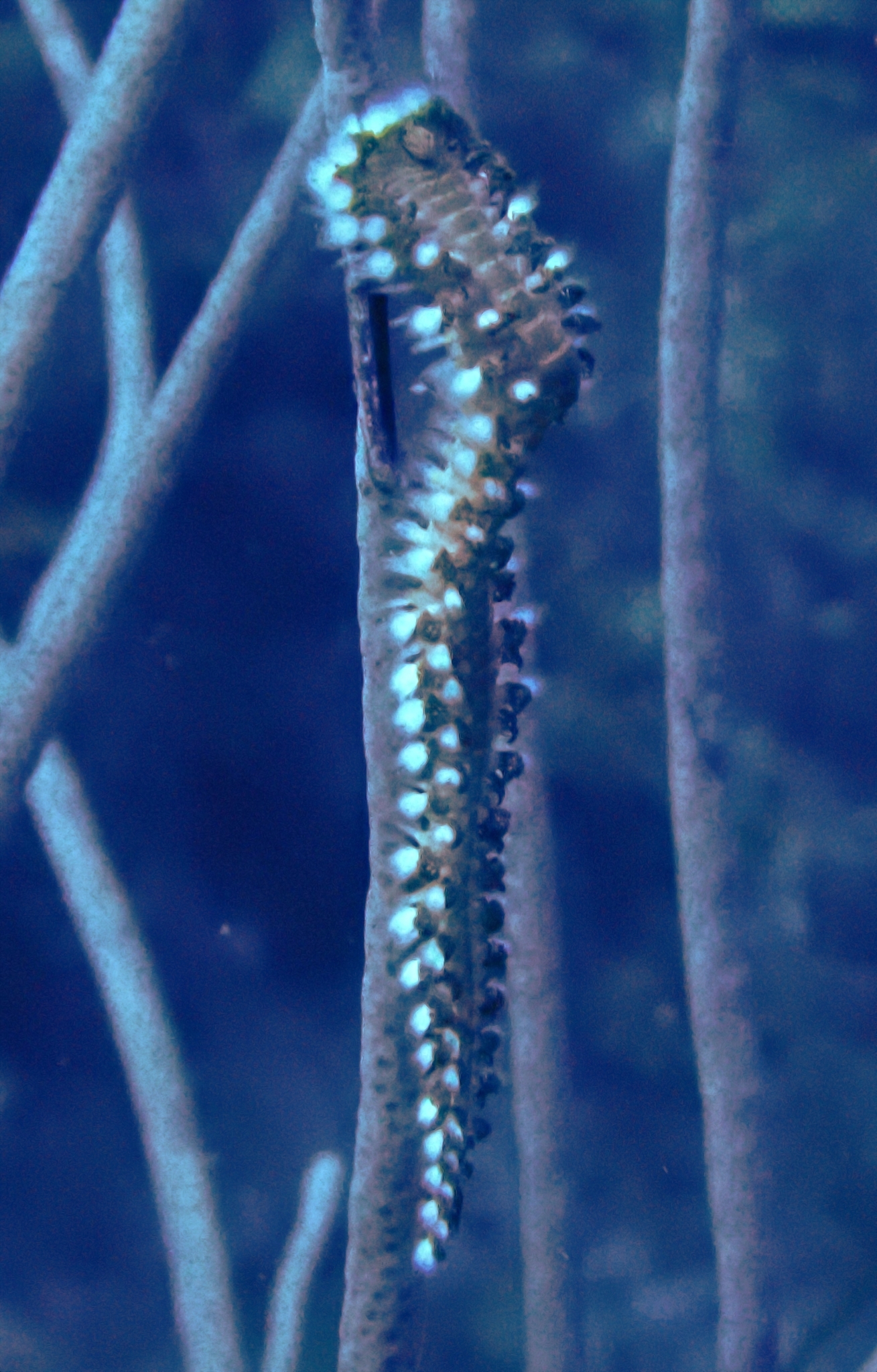 Hermodice carunculata (Pallas, 1766)