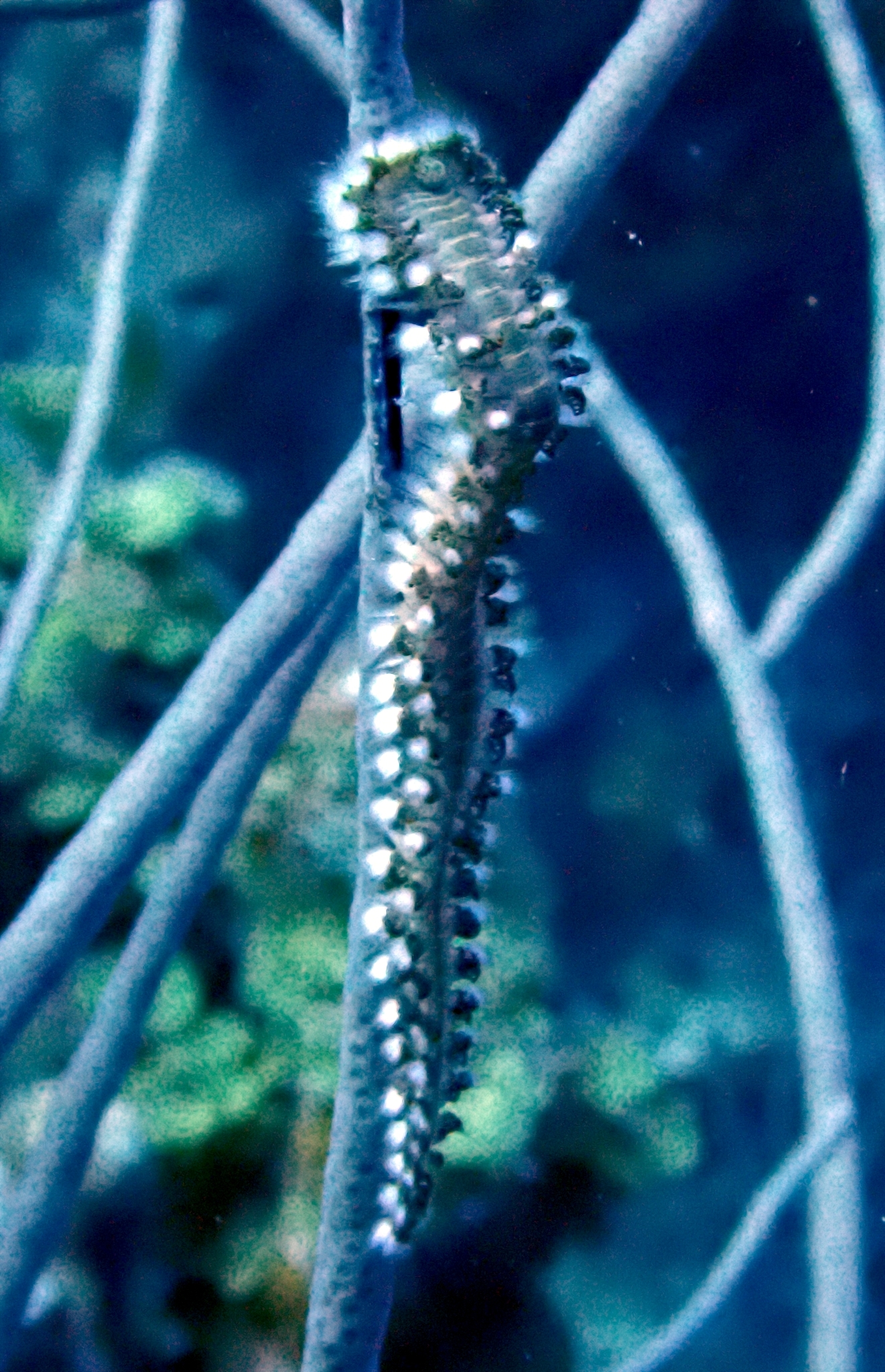 Hermodice carunculata (Pallas, 1766)