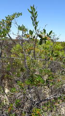 Searsia longispina
