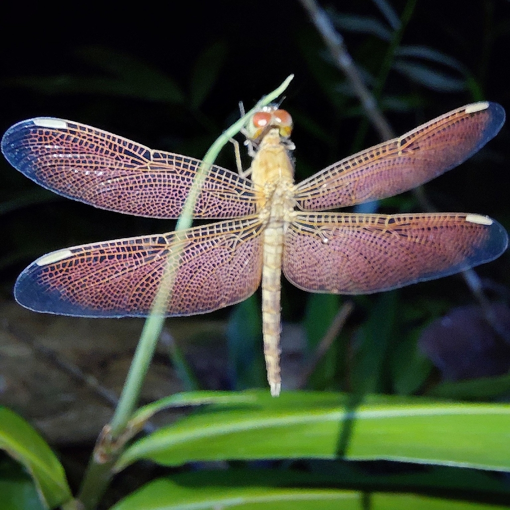 Capung-Jala Kecil (Neurothemis fluctuans)