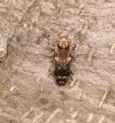 Agrilini