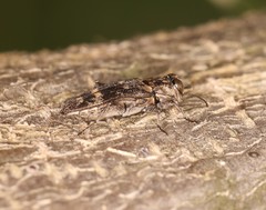Agrilini
