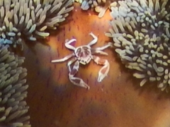 Neopetrolisthes maculatus image