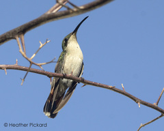 Anthracothorax dominicus